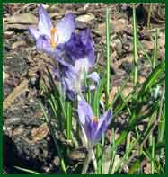 chionodoxa Glory-of-the-Snow