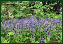 Carpet bugleweed