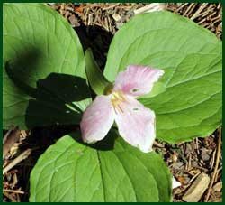 trillium grandiflorum roseum, a pink-tinged trillium.  