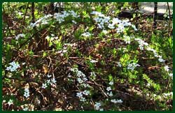 Briddal wwreath