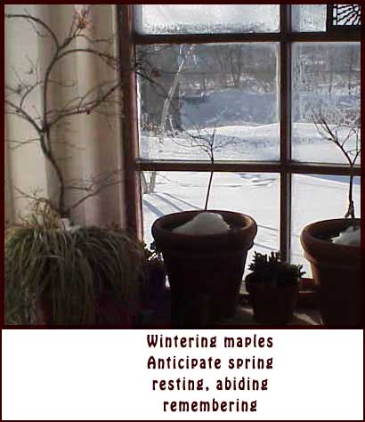 winter maple