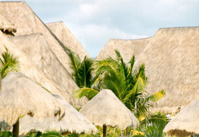 grassroofs1.jpg (62409 bytes)